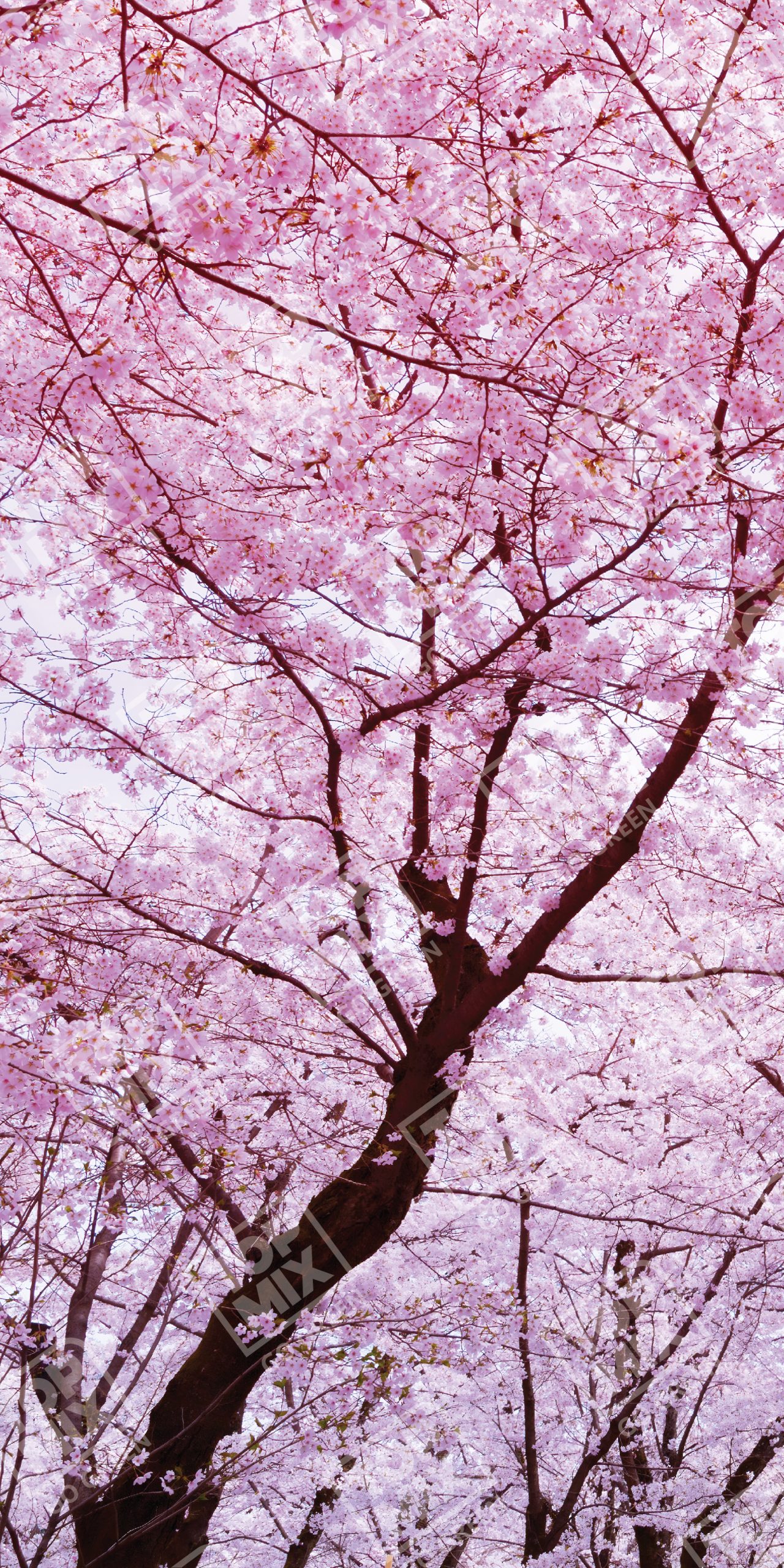 TPX 0027 WITH WATERMARK 2 X 4 01 scaled 1.jpg