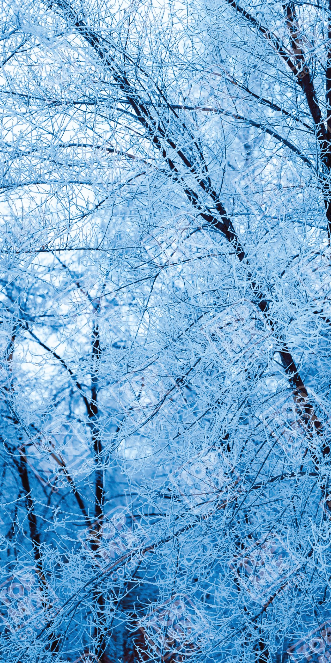 TPX 0030 WITH WATERMARK 2 X 4 01 scaled 1.jpg