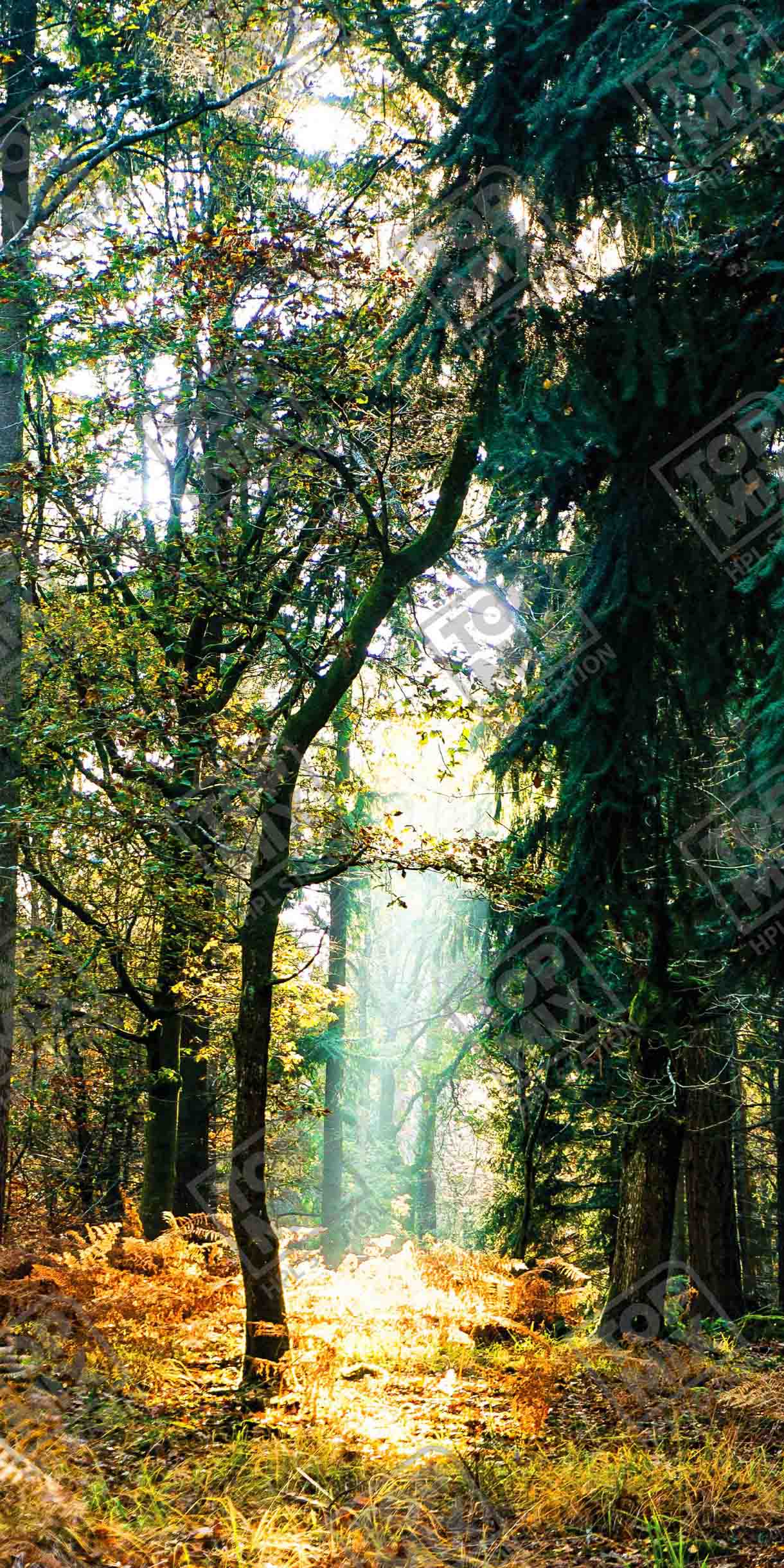 TPX 0503 JUNGLE SERIES scaled 1.jpg