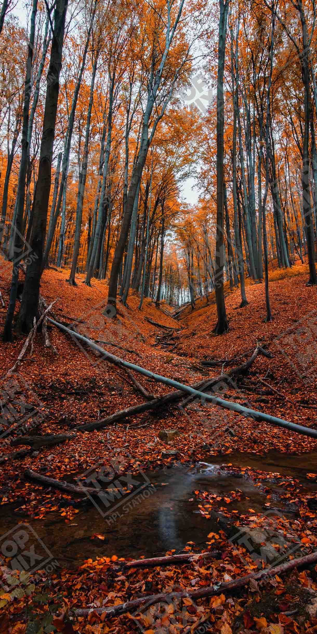 TPX 0505 JUNGLE SERIES scaled 1.jpg