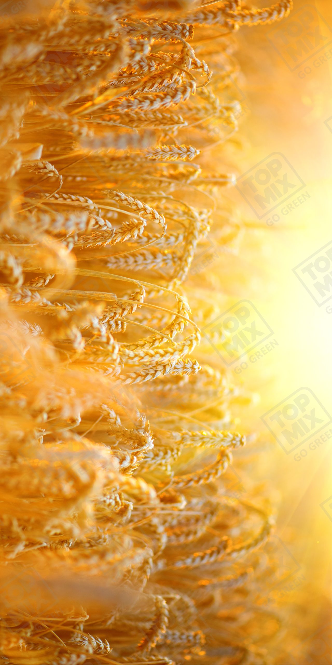 TPX 060 WITH WATERMARK 2 X 4 scaled 1.jpg