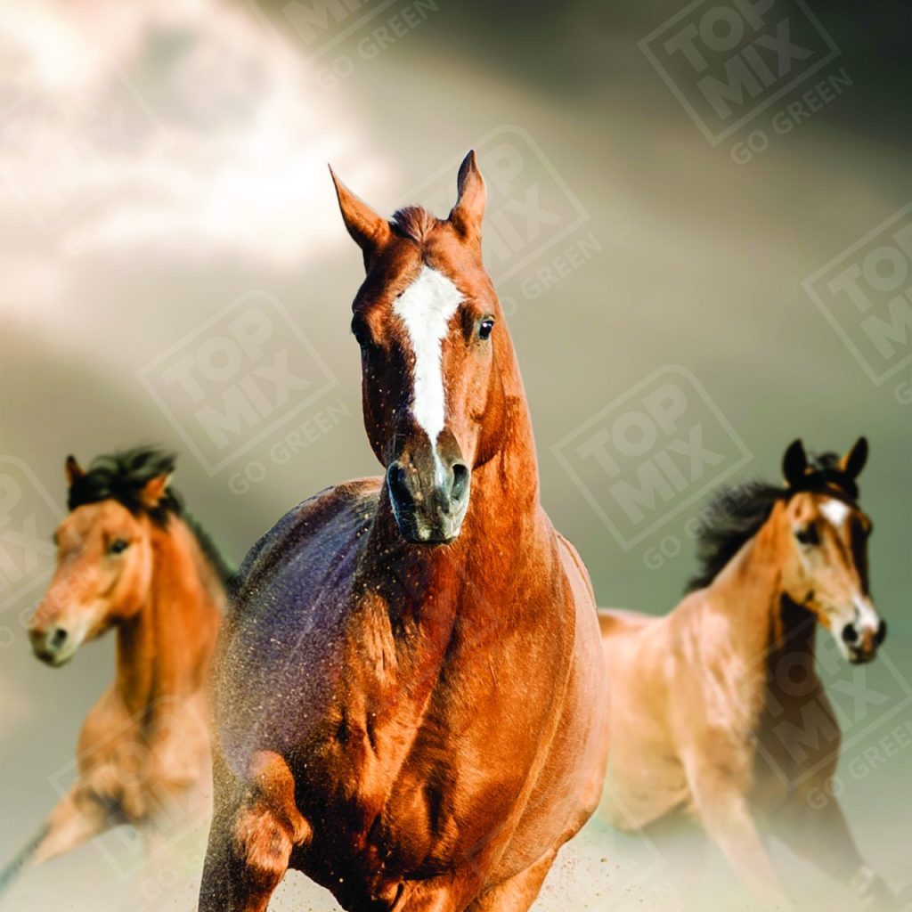 TPX0059 WITH WATERMARK 2 X 4 scaled 1.jpg